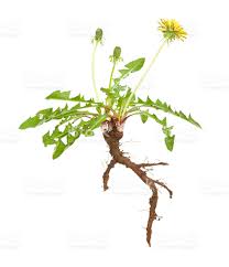 dandelion root